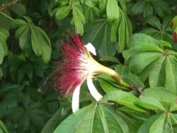 Tropical flower in the jungle Stock Footage