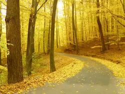 HD DOLLY: Winding Forest Road In Autumn Stock Footage