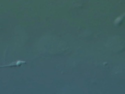 Single Human sperm swimming, Interference contrast Stock Footage