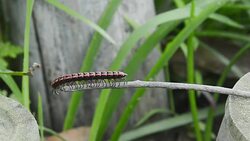 dragon millipede Stock Footage
