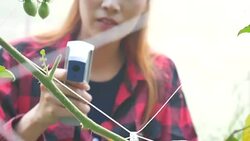 Quality control in tomatoes farm in the greenhouse Stock Footage