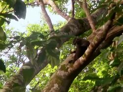 MS ZI Juvenile macaque eating in tree and jumping away / Sulawesi, Indonesia Stock Footage