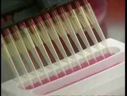 BCU Multiple pipette tips drawing up pink liquid Stock Footage