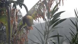 Under the rain Stock Footage