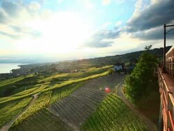 fast train passing vineyard near Lac Leman Stock Footage