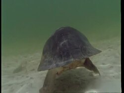MS Underwater view, Tracking Yellow spotted Amazon turtle swimming away from camera, South America Stock Footage