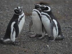 Magellanic penguins Stock Footage