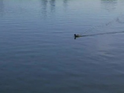 LITTLE DUCKY (DV) Stock Footage