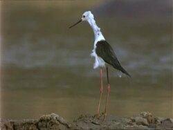 Black-winged Stilt, CU stilt on mud near water Stock Footage