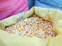 CU Shot of grains and vegetables in food fair / Potosi, Bolivia Stock Footage