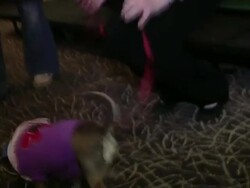 Evanger's Presents 'Passover Seder For Dogs' Hosted By Dog News Daily Stock Footage