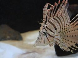 Lion fish Stock Footage