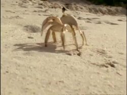 MCU tracking Ghost Crab (Ocypode) walking across sand, Bermuda Stock Footage