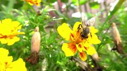 Bumblebee gathering pollen Stock Footage