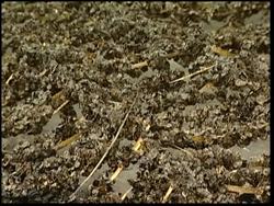 SKorea to declare area hit by oil spill a disaster area Instructional Video