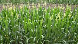Corn Waving In The Wind - HD Format Stock Footage