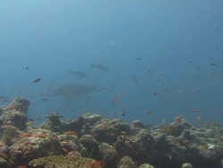 Manta Ray Stock Footage