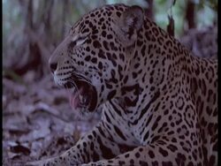 CU Jaguar Lying down, panting, South America Stock Footage