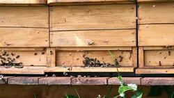 bee hive Stock Footage