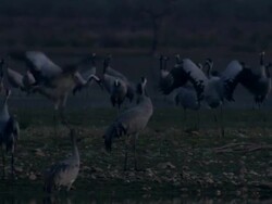 European Cranes (Grus grus) dispute in roosting colony, North East Extremadura in Dehesa. Stock Footage