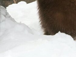CU SLO MO Shot of grizzly bears feet  fighting in snow / Livingstone, Montana, United States Stock Footage
