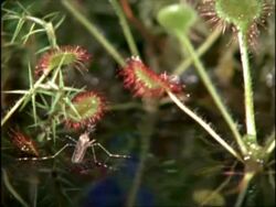 Mosquito, pull out to Sundew, UK Stock Footage