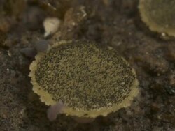 T/L yellow disc fungus growing and springtails crawling on cow dung, UK Stock Footage