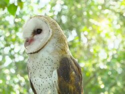 Beautiful Barn Owl Stock Footage