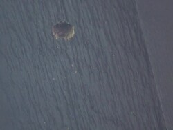 Carpenter bee - multi-format interlaced Stock Footage