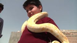 Brothers' pet project helps with snake conservation News Clip