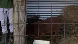 Prince Harry continues his tour of the Caribbean in Barbados News Clip