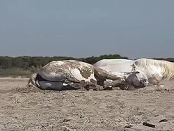  WS SLO MO ZO Shot of Camargue horses rollling on Sand / Saintes Marie de la Mer, Camargue, France Stock Footage