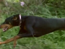 High Speed BCU Doberman dog bitch running, track left, England, UK Stock Footage