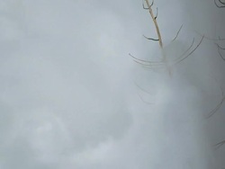 HD Flood Waves Destroying Trees Slow Motion Stock Footage