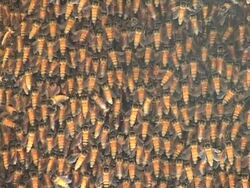 Swarming honey bees on beehive Stock Footage