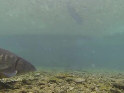 under water clips of Acipenser naccarii, also known as Adriatic Sturgeon swimming in fish farm,2K,2KMSTR Stock Footage