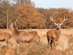 Animals Stock Footage