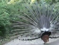 Peacock 25  1080/60i Stock Footage