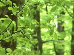 HD: Green leaves Stock Footage
