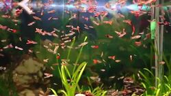 Aquarium full of colorfull fish Stock Footage