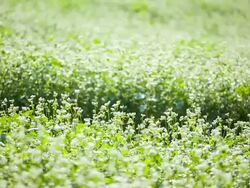 CU Shot of Buckwheat flower swaying in breeze at Hagwon farm / Gochang, Jeollabuk do, South Korea Stock Footage