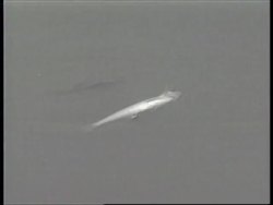 MEXICO: MEXICO CITY: MYSTERY OF MASS DEATH OF FISH IN LAKE News Clip