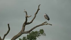 Marabou Stork in the Masai Mara, Kenya Stock Footage