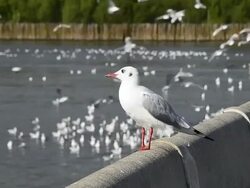 Seagull Standing Stock Footage