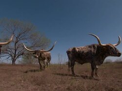 Wide Shot static - Longhorn cattle graze near a tree. / Dallas, Texas, USA Stock Footage