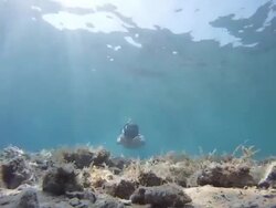 HD: Swimming Directly Above Camera Stock Footage