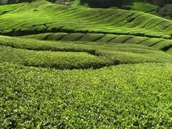 Tea plantation Stock Footage