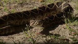 A rattlesnake coils and hisses. Stock Footage