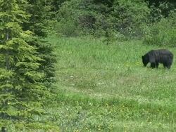 MS Black bear fiding grass at Icefields Parkway / Banff Nationalpark, Alberta, Canada Stock Footage