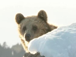 MS Grizzly bear looking behind from snow covered rock and running / Livingstone, Montana, United States Stock Footage
